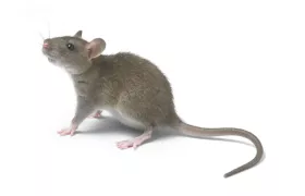 URGENCE NUISIBLES Rat